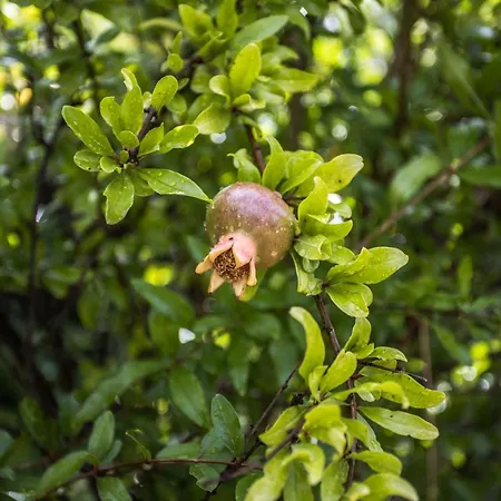 アパート Barackvirag Apartmanhaz *